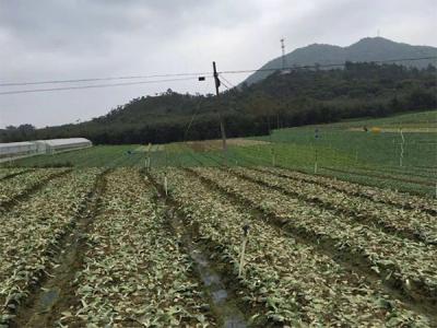 种植基地